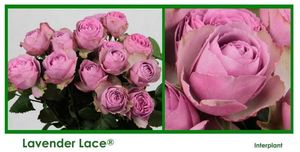 ROSE BR. LAVENDER LACE 60
